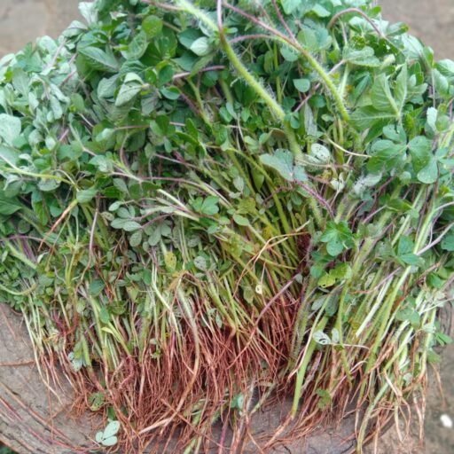 Image of Leafy Sagaa Spider Plant Vegetables